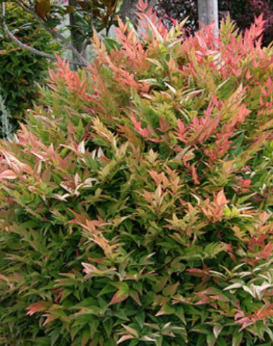 Nandina ´Gulf Stream´