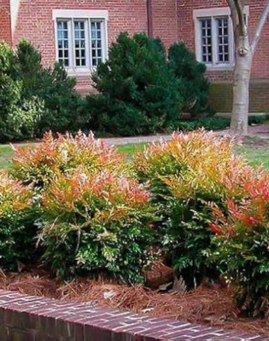 Nandina ´Gulf Stream´