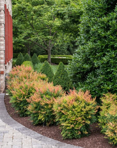 Nandina ´Gulf Stream´