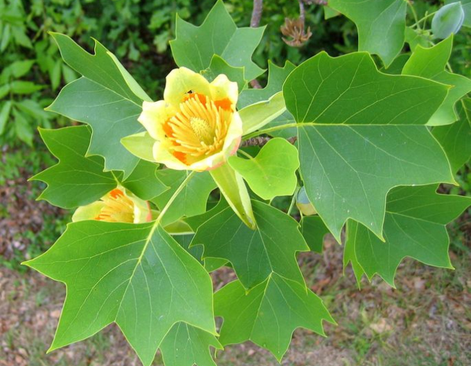Konvalinka tulipánokvětá 80 cm (Liriodendron tulipifera)