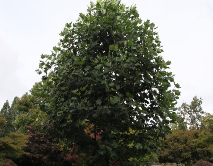 Konvalinka tulipánokvětá 80 cm (Liriodendron tulipifera)