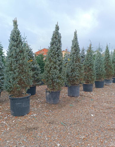 Smrk  pichlavý  ´Kosteriana Fastigiata Glauca´