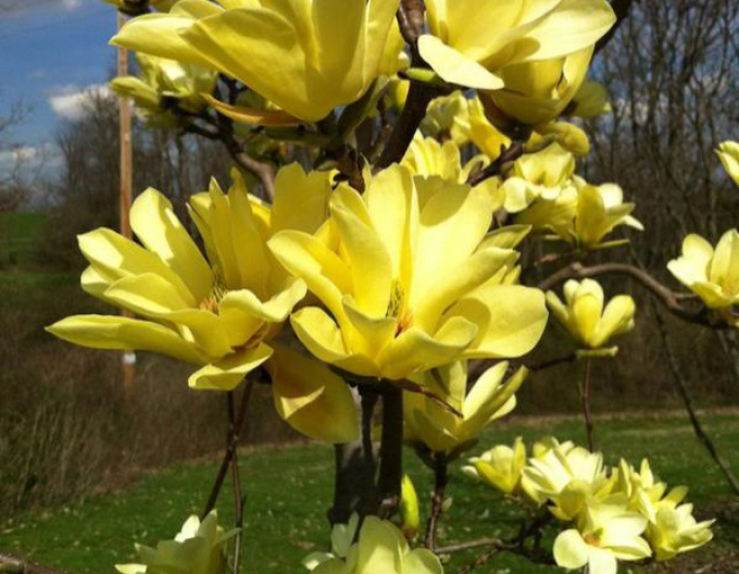Magnolia brooklynensis Yellow Bird