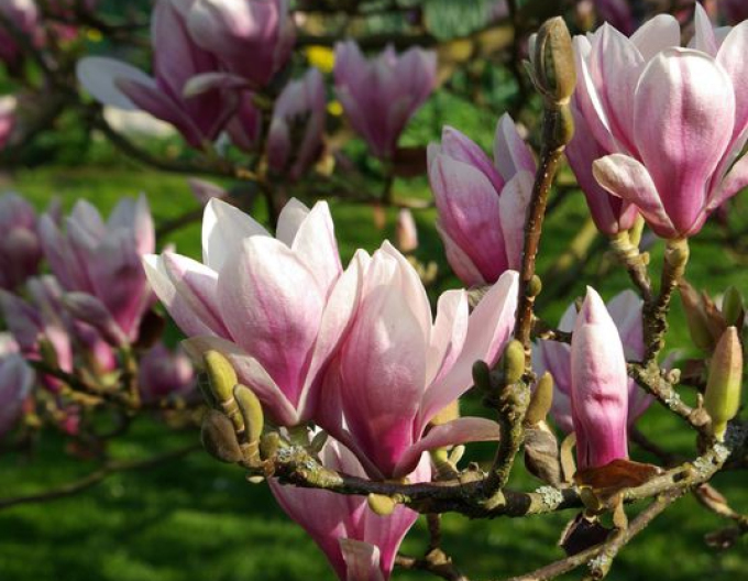 Magnolia Soulangova