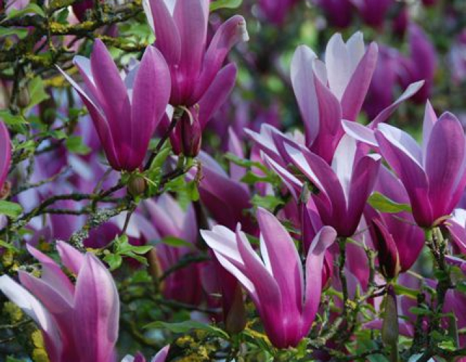 Magnolia lilyflower