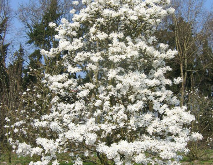 Magnolia starflower
