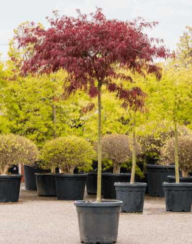 Javor dlanitolistý Garnet na kmínku 145cm