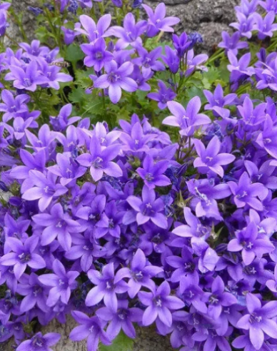 Zvonek "Blue"