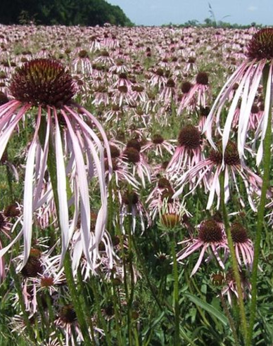 Echinacea Pallida ´Hula Dancer´