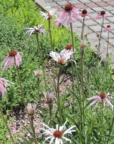 Echinacea Pallida ´Hula Dancer´