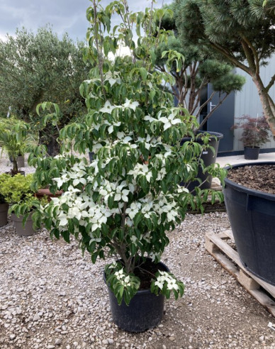 Dřín japonský ´Schmetterling´