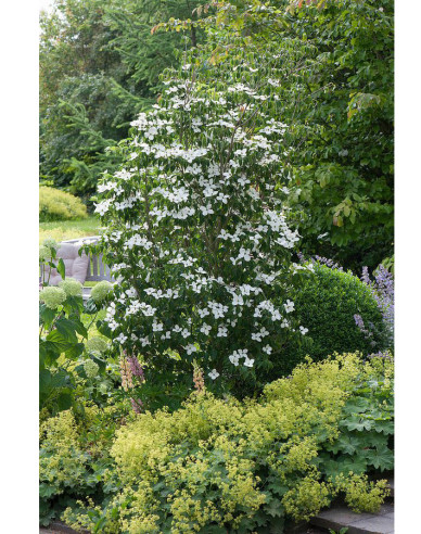 Dřín japonský ´Schmetterling´