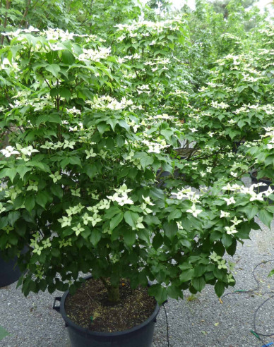 Dřín japonský ´Schmetterling´