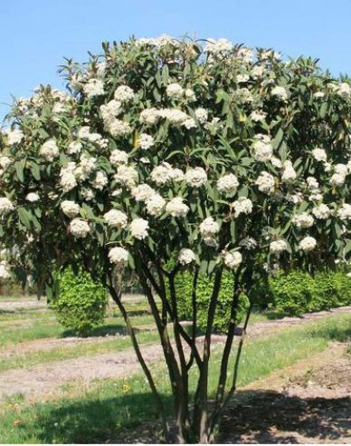 Kalina vrásčitolistá