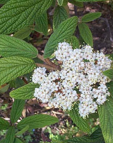 Kalina vrásčitolistá