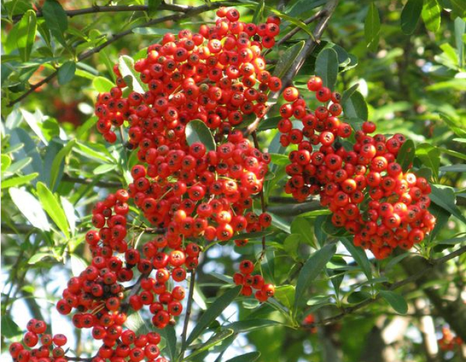 Hloh Mohave (Pyracantha Mohave)