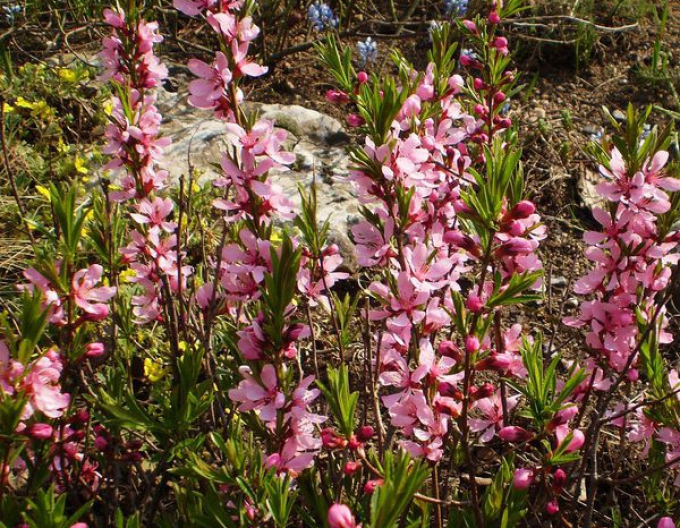 Mandloň nízká Batsch (Prunus tenella Batsch)