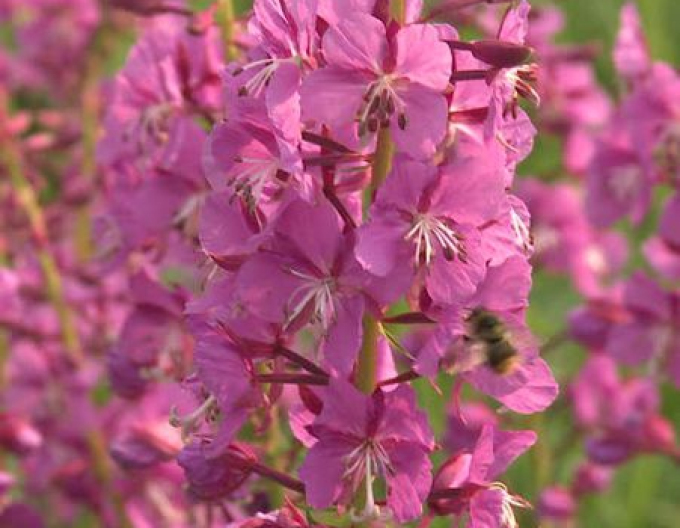Mandloň nízká Batsch (Prunus tenella Batsch)