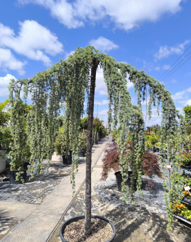 Cedr atlantský ´ Glauca Pendula´
