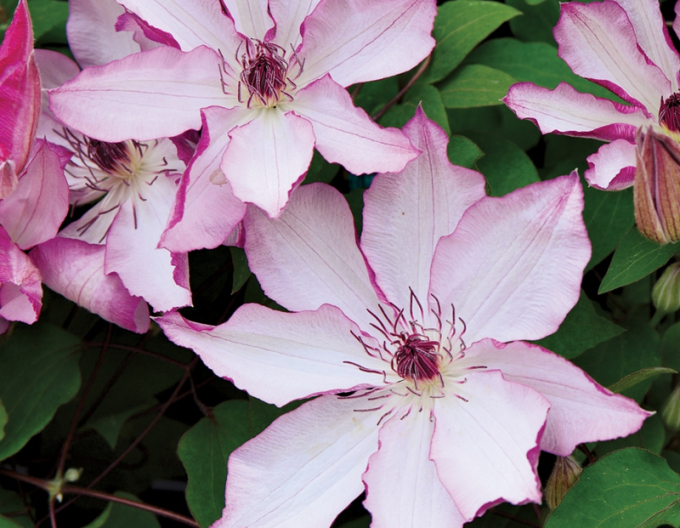 Clematis Omoshiro