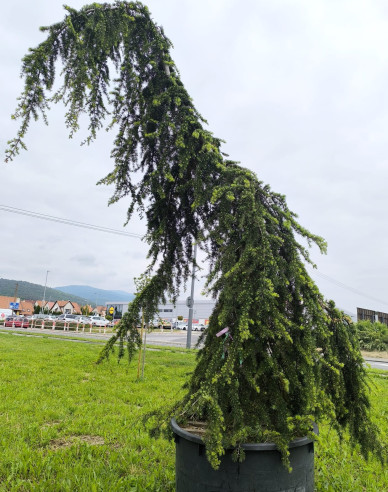 Himálajský cedr ´Pendula´