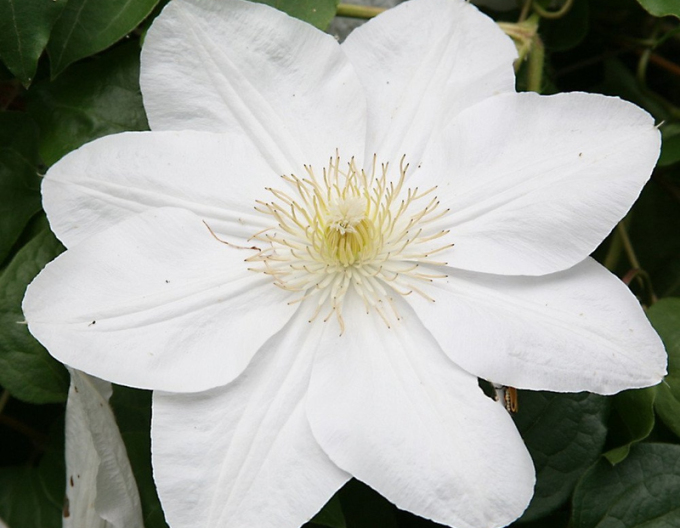 Clematis Marie Boisselot