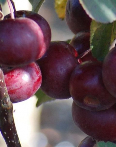 Sloupovitá jabloň Maypole podzimní, podn. M7, kont. 2l