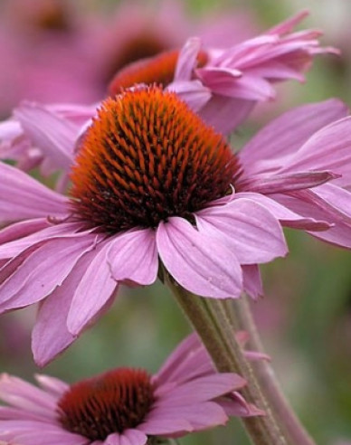 Echinacea purpurea Deep Rose Primadona