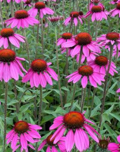 Echinacea purpurea Deep Rose Primadona