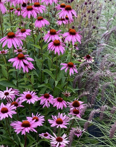 Echinacea purpurea Deep Rose Primadona