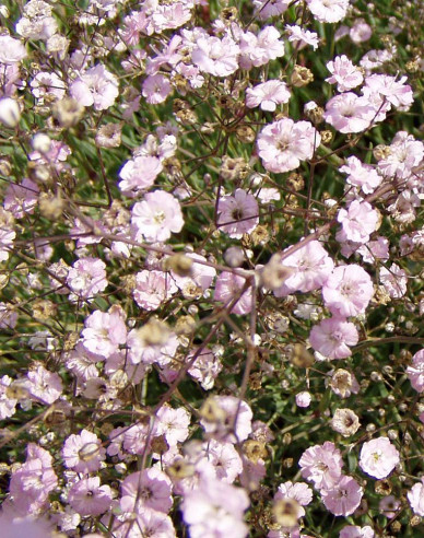Šater ´Rosenschleier´