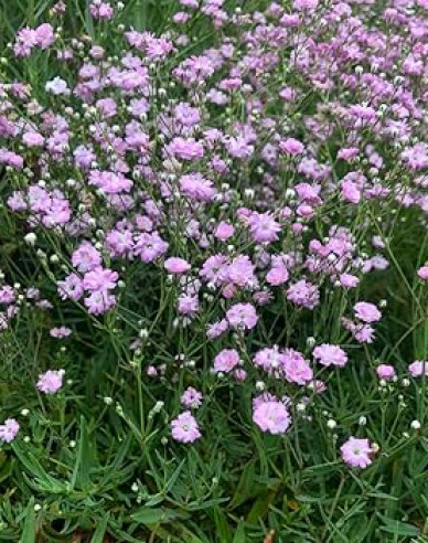 Šater ´Rosenschleier´