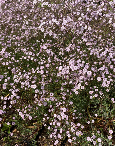 Šater ´Rosenschleier´