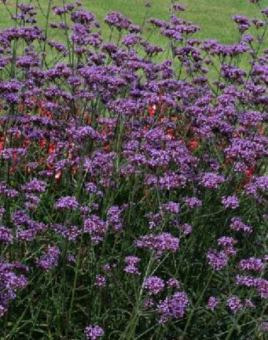 Verbena, sporýš argentinský  Bonnie Blue