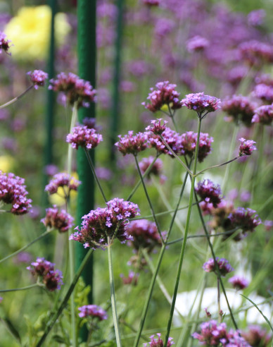 Verbena, sporýš argentinský  Bonnie Blue
