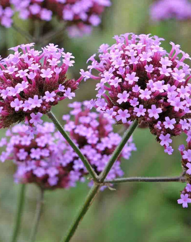 Verbena, sporýš argentinský  Bonnie Blue