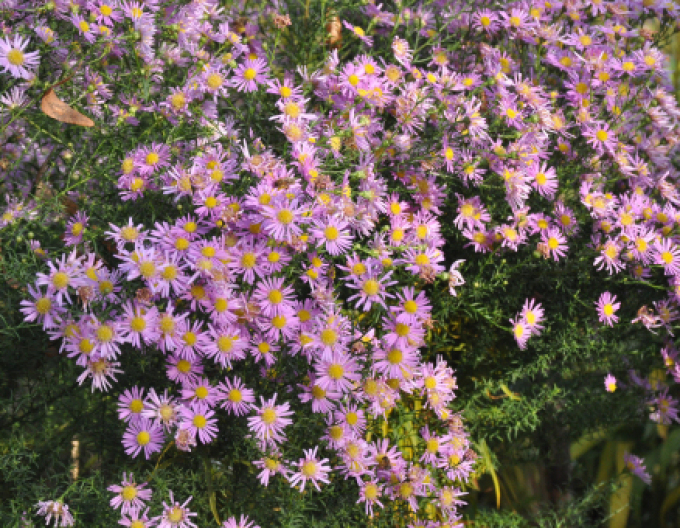 Hvězdnice Pink Star