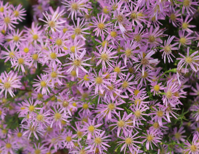 Hvězdnice Pink Star