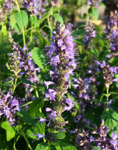 Agastache ´Little Ader´