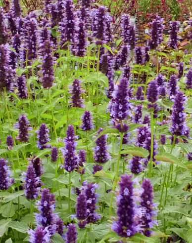Agastache ´Little Ader´