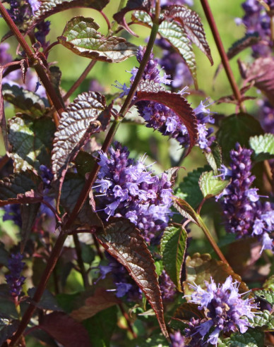 Agastache ´Little Ader´