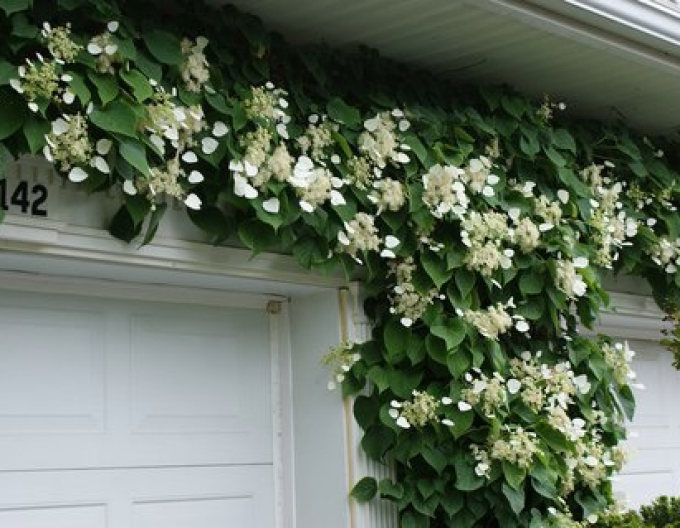 Schizophragma hydrangeoides ´Moonlight´