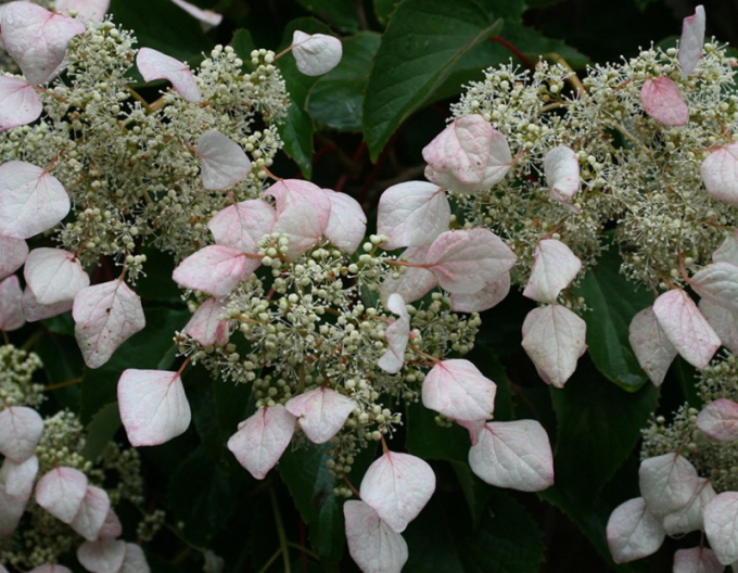 Schizophragma hydrangeoides ´Moonlight´