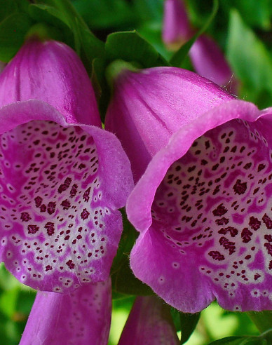 Náprstník Purpurea
