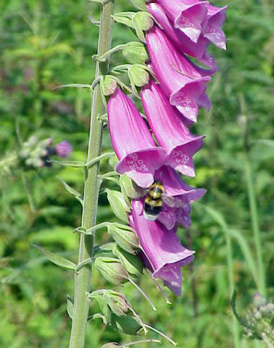 Náprstník Purpurea
