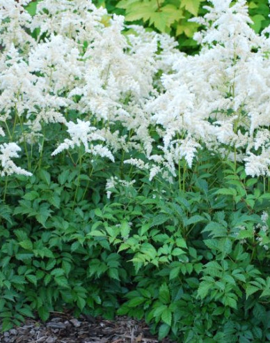 Astilba Brautschleier