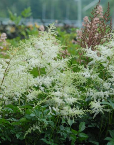 Astilba Brautschleier