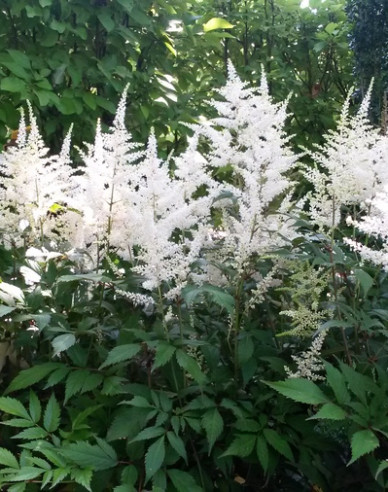 Astilba Brautschleier