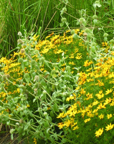 Krásnoočko přeslenité ’Grandiflora’