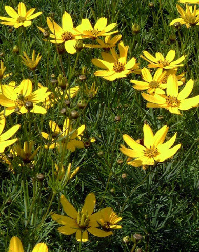Krásnoočko přeslenité ’Grandiflora’